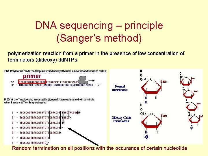 DNA sequencing – principle (Sanger’s method) polymerization reaction from a primer in the presence