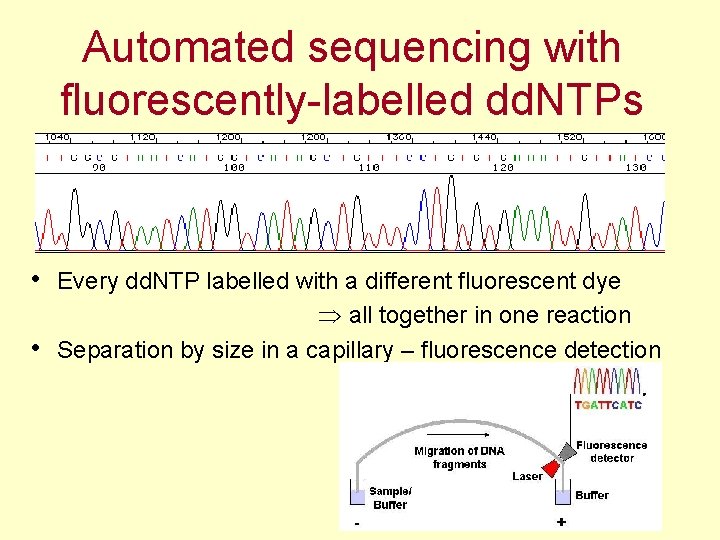 Automated sequencing with fluorescently-labelled dd. NTPs • Every dd. NTP labelled with a different