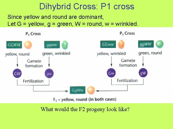 Dihybrid Cross: P 1 cross Since yellow and round are dominant, Let G =