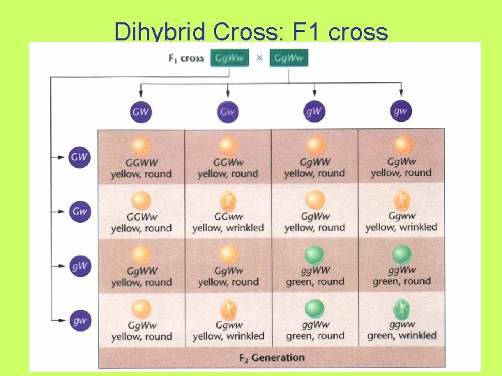 Dihybrid Cross: F 1 cross 