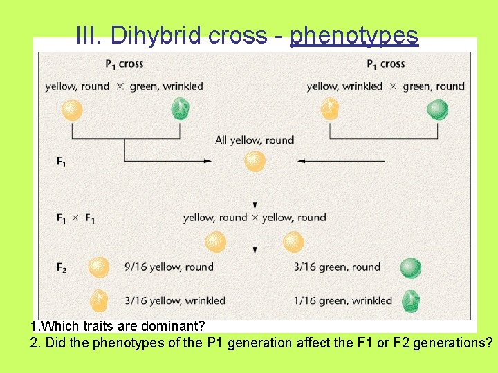 III. Dihybrid cross - phenotypes 1. Which traits are dominant? 2. Did the phenotypes