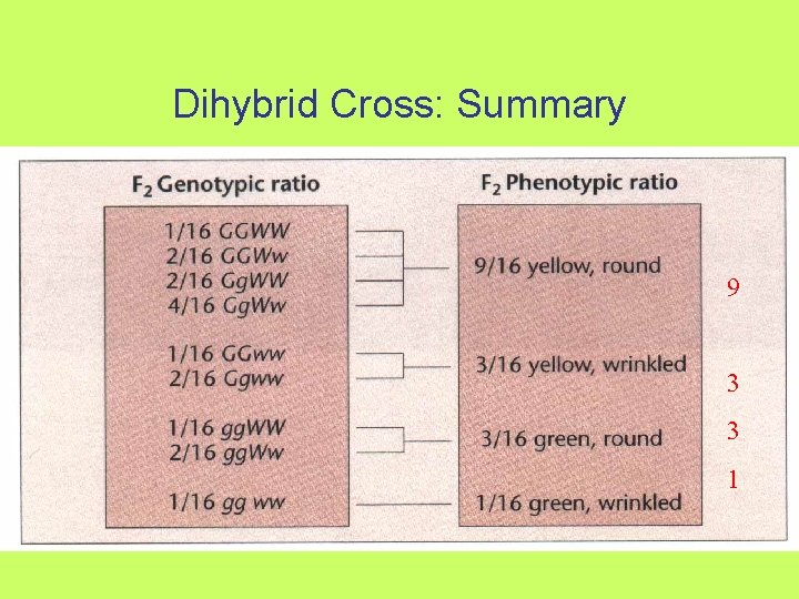 Dihybrid Cross: Summary 9 3 3 1 