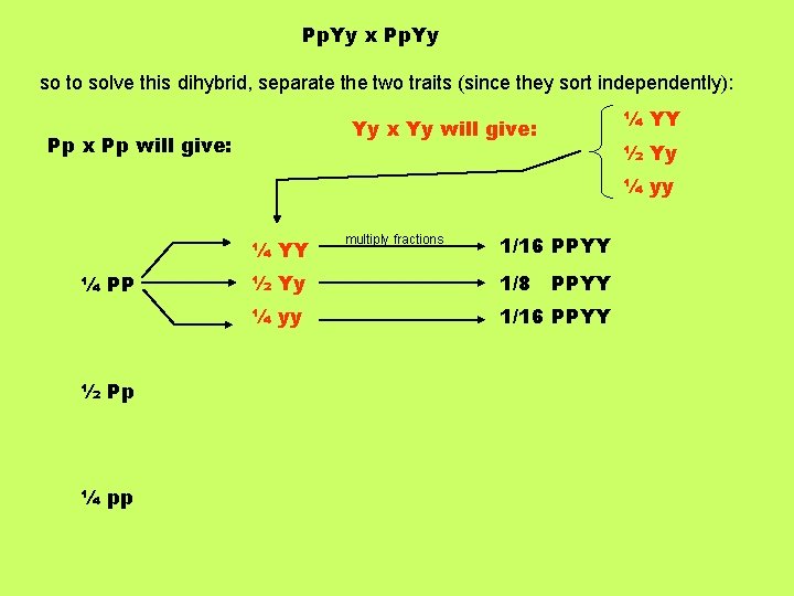 Pp. Yy x Pp. Yy so to solve this dihybrid, separate the two traits