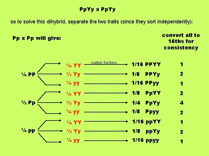 Pp. Yy x Pp. Yy so to solve this dihybrid, separate the two traits
