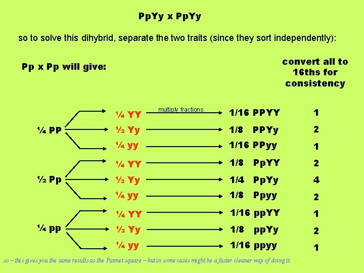 Pp. Yy x Pp. Yy so to solve this dihybrid, separate the two traits
