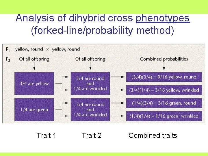 Analysis of dihybrid cross phenotypes (forked-line/probability method) Trait 1 Trait 2 Combined traits 