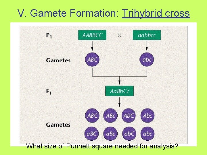 V. Gamete Formation: Trihybrid cross What size of Punnett square needed for analysis? 