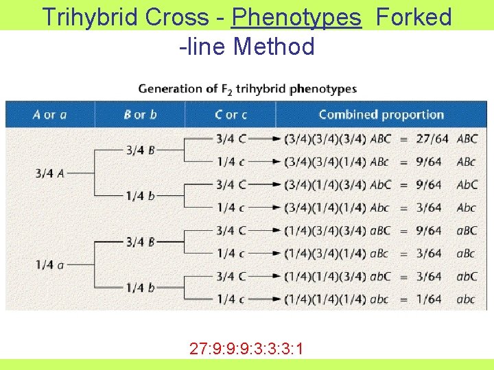 Trihybrid Cross - Phenotypes Forked -line Method 27: 9: 9: 9: 3: 3: 3: