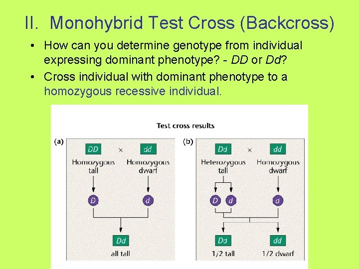 II. Monohybrid Test Cross (Backcross) • How can you determine genotype from individual expressing