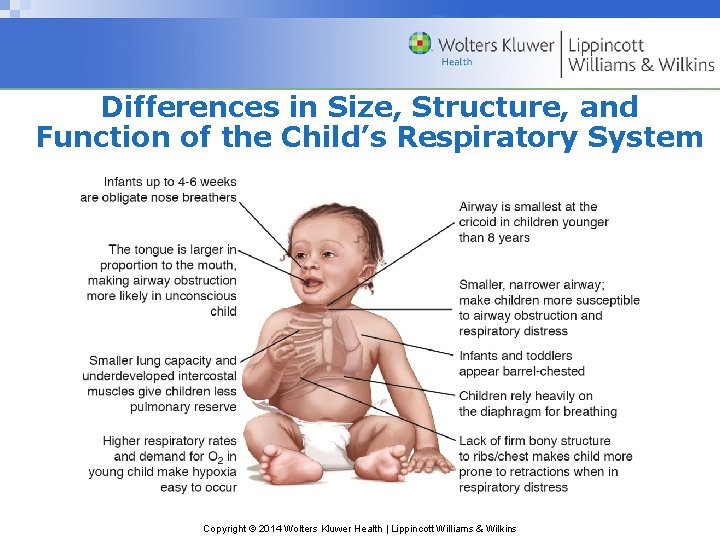 Differences in Size, Structure, and Function of the Child’s Respiratory System Copyright © 2014
