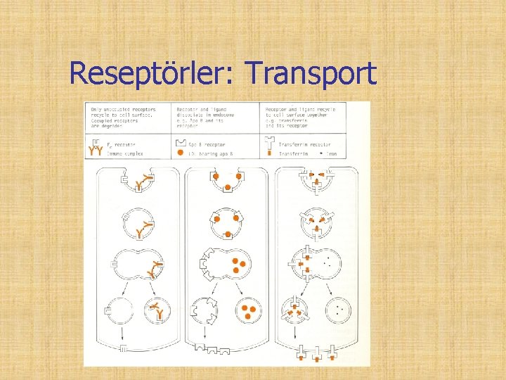 Reseptörler: Transport 