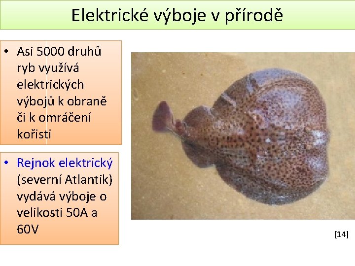 Elektrické výboje v přírodě • Asi 5000 druhů ryb využívá elektrických výbojů k obraně