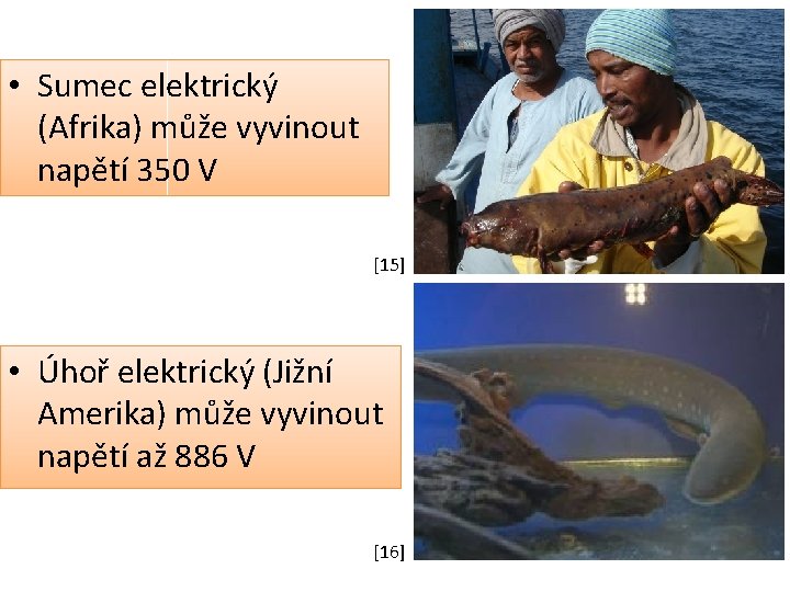  • Sumec elektrický (Afrika) může vyvinout napětí 350 V [15] • Úhoř elektrický