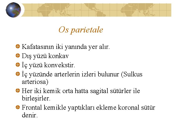 Os parietale Kafatasının iki yanında yer alır. Dış yüzü konkav İç yüzü konvekstir. İç