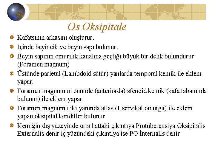 Os Oksipitale Kafatsının arkasını oluşturur. İçinde beyincik ve beyin sapı bulunur. Beyin sapının omurilik