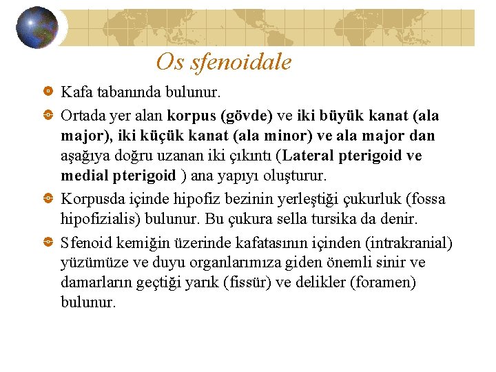 Os sfenoidale Kafa tabanında bulunur. Ortada yer alan korpus (gövde) ve iki büyük kanat