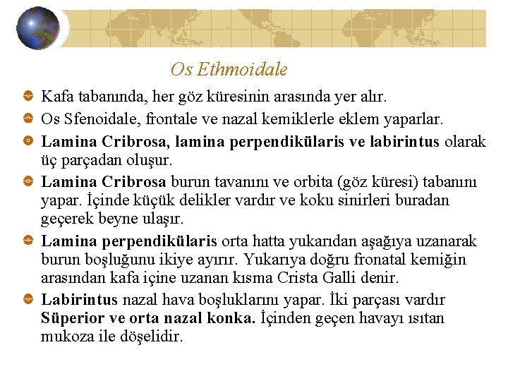 Os Ethmoidale Kafa tabanında, her göz küresinin arasında yer alır. Os Sfenoidale, frontale ve