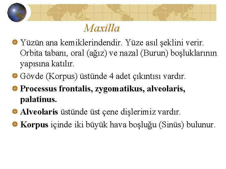 Maxilla Yüzün ana kemiklerindendir. Yüze asıl şeklini verir. Orbita tabanı, oral (ağız) ve nazal