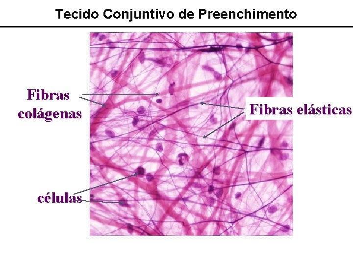 Tecido Conjuntivo de Preenchimento Fibras colágenas células Fibras elásticas 