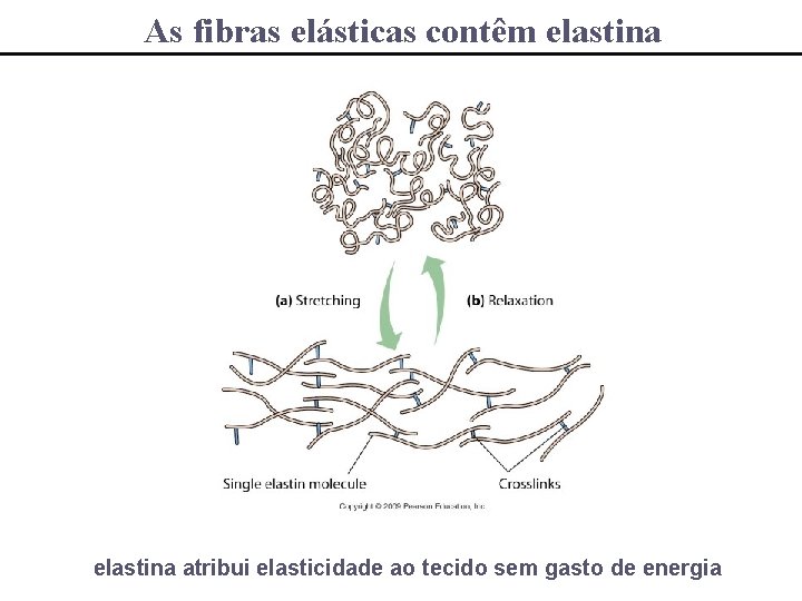 As fibras elásticas contêm elastina atribui elasticidade ao tecido sem gasto de energia 
