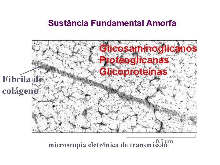 Sustância Fundamental Amorfa Fibrila de colágeno Glicosaminoglicanos Proteoglicanas Glicoproteínas microscopia eletrônica de transmissão 