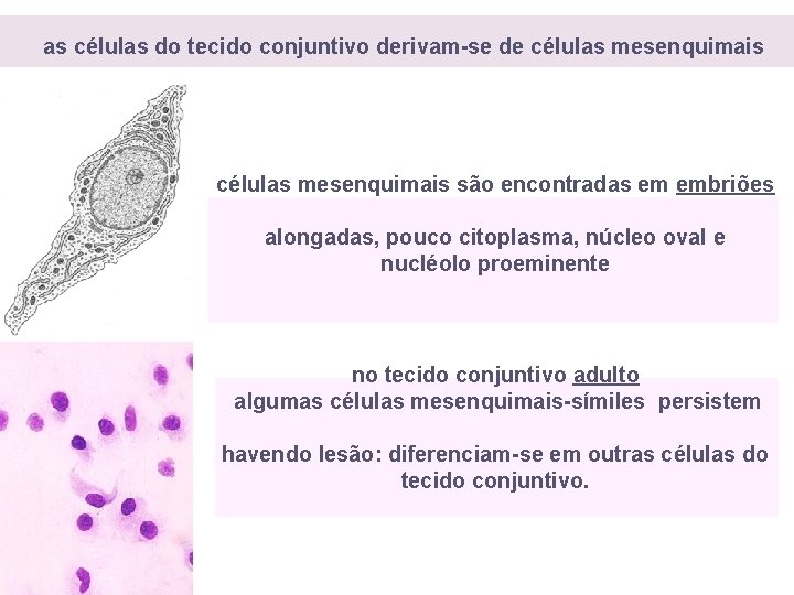  as células do tecido conjuntivo derivam-se de células mesenquimais são encontradas em embriões