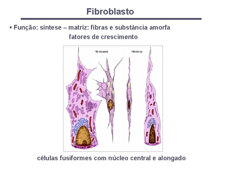 Fibroblasto • Função: síntese – matriz: fibras e substância amorfa fatores de crescimento células