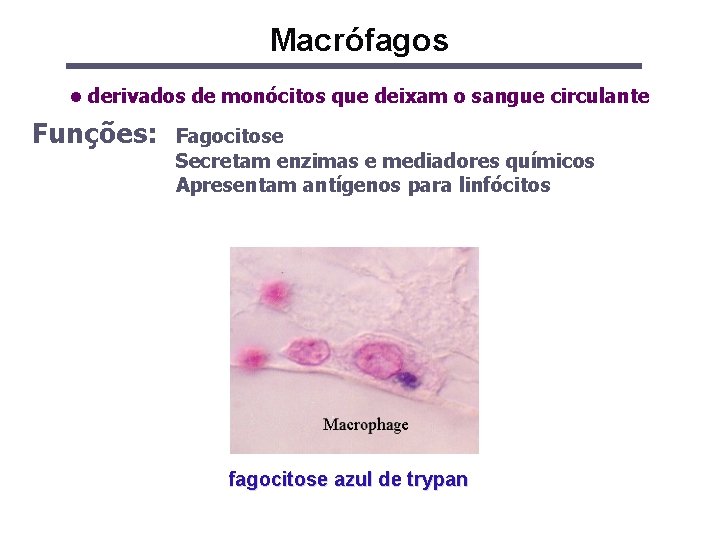 Macrófagos • derivados de monócitos que deixam o sangue circulante Funções: Fagocitose Secretam enzimas