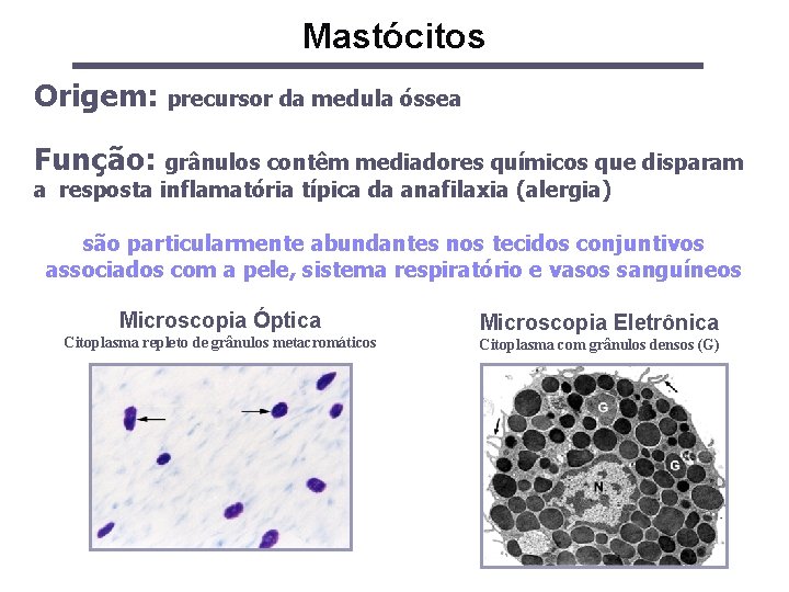 Mastócitos Origem: precursor da medula óssea Função: grânulos contêm mediadores químicos que disparam a