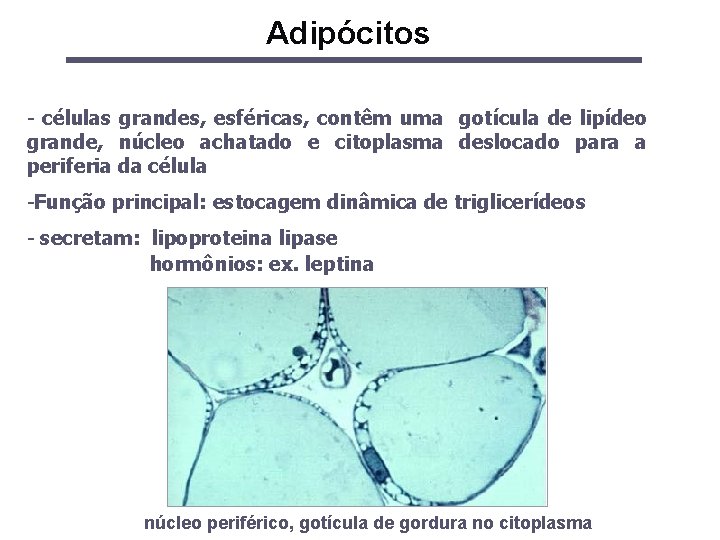 Adipócitos - células grandes, esféricas, contêm uma gotícula de lipídeo grande, núcleo achatado e