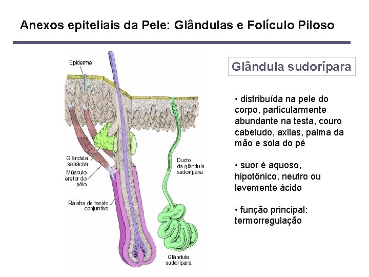 Anexos epiteliais da Pele: Glândulas e Folículo Piloso Glândula sudorípara • distribuída na pele