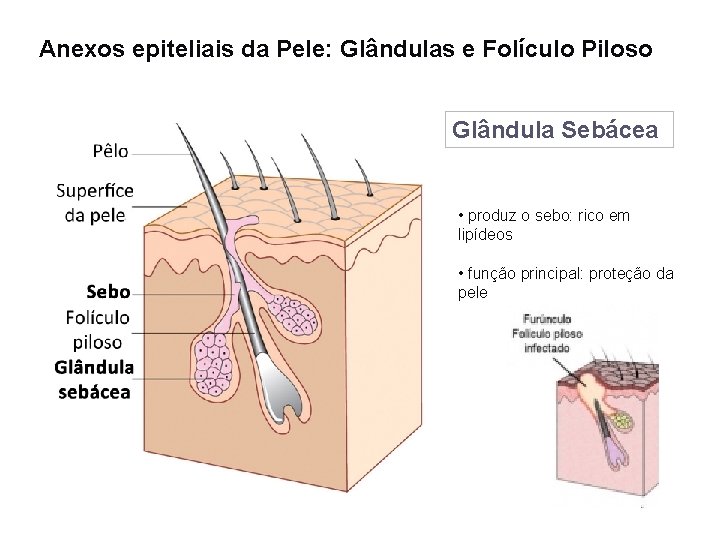 Anexos epiteliais da Pele: Glândulas e Folículo Piloso Glândula Sebácea • produz o sebo: