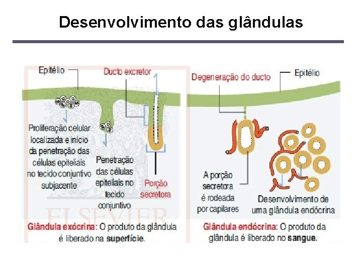 Desenvolvimento das glândulas 