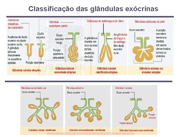 Classificação das glândulas exócrinas 