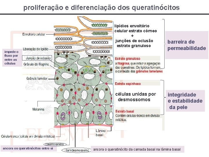 proliferação e diferenciação dos queratinócitos lipídios envoltório celular estrato córneo + junções de oclusão