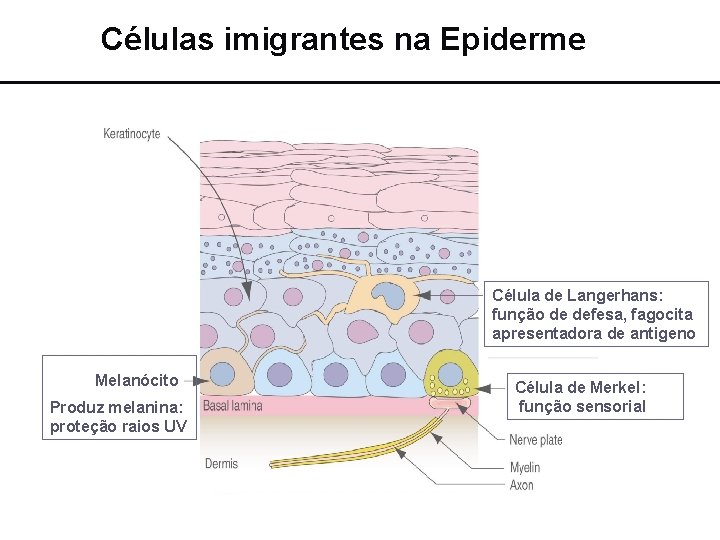 Células imigrantes na Epiderme Célula de Langerhans: função de defesa, fagocita apresentadora de antigeno