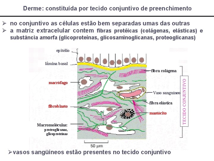 Derme: constituída por tecido conjuntivo de preenchimento Ø no conjuntivo as células estão bem