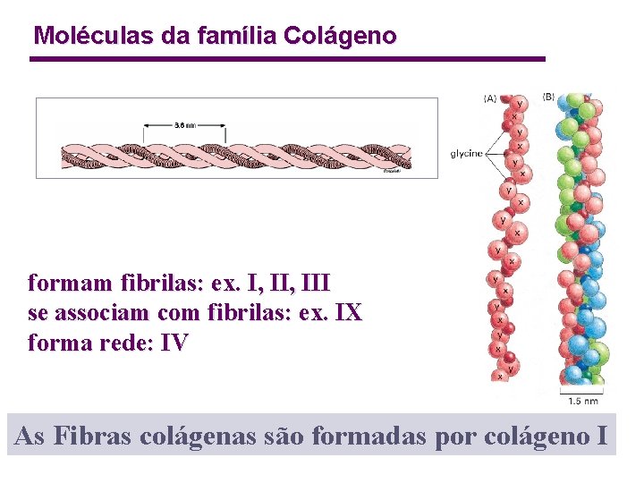 Moléculas da família Colágeno formam fibrilas: ex. I, III se associam com fibrilas: ex.