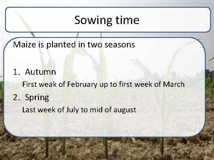 Sowing time Maize is planted in two seasons 1. Autumn First weak of February