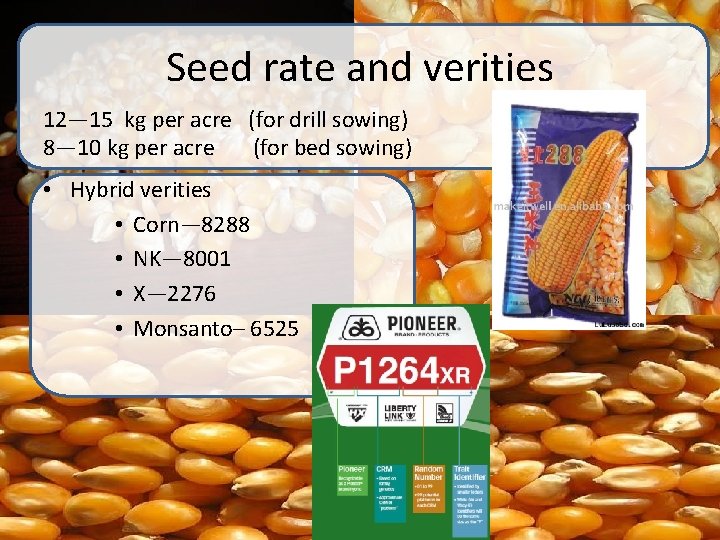 Seed rate and verities 12— 15 kg per acre (for drill sowing) 8— 10