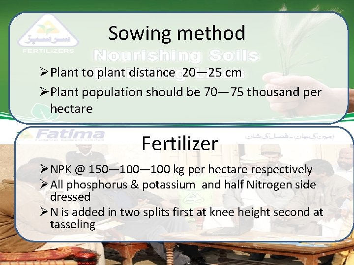 Sowing method ØPlant to plant distance 20— 25 cm ØPlant population should be 70—