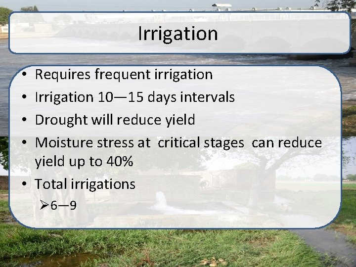 Irrigation Requires frequent irrigation Irrigation 10— 15 days intervals Drought will reduce yield Moisture