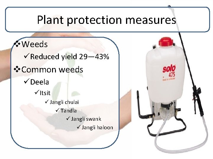 Plant protection measures v. Weeds üReduced yield 29— 43% v. Common weeds üDeela üItsit