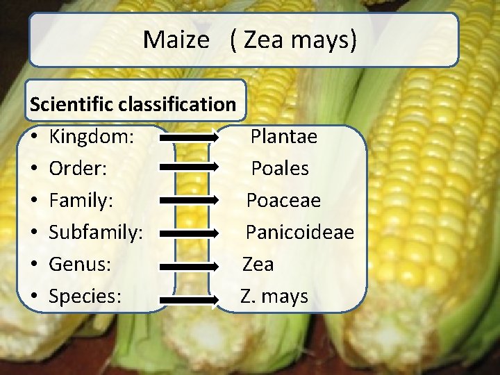 Maize ( Zea mays) Scientific classification • Kingdom: Plantae • Order: Poales • Family: