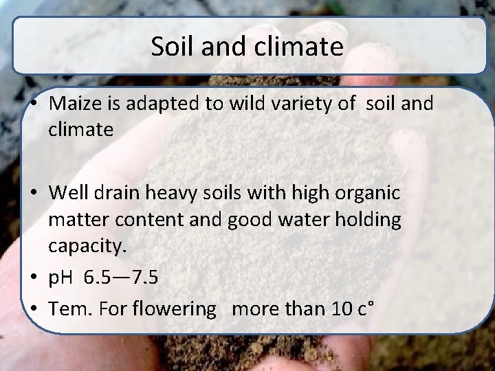 Soil and climate • Maize is adapted to wild variety of soil and climate