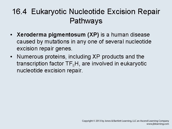 16. 4 Eukaryotic Nucleotide Excision Repair Pathways • Xeroderma pigmentosum (XP) is a human