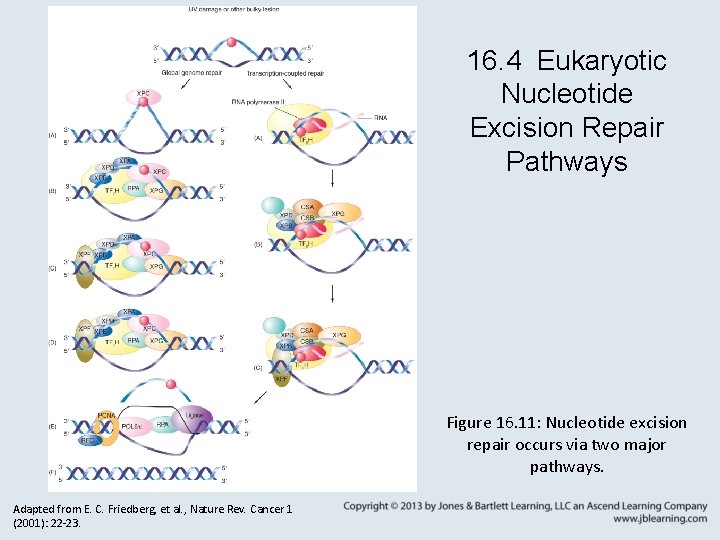 16. 4 Eukaryotic Nucleotide Excision Repair Pathways Figure 16. 11: Nucleotide excision repair occurs