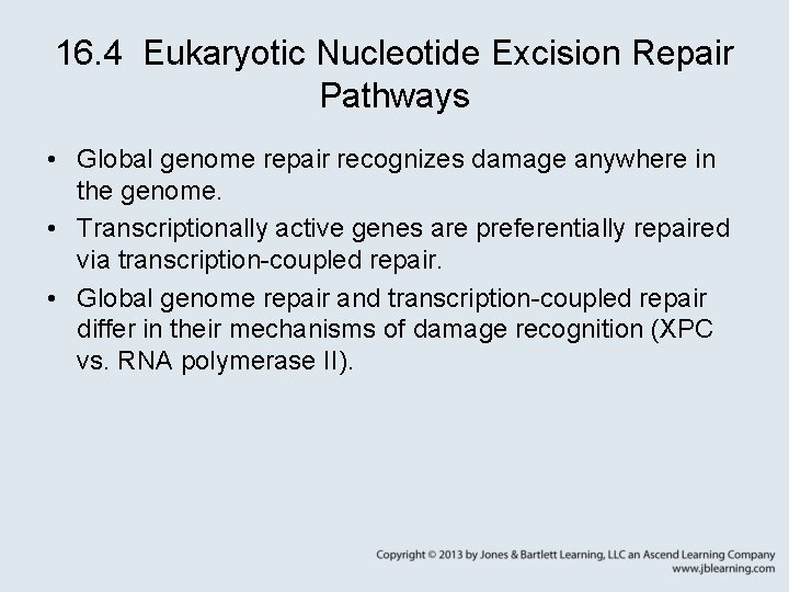 16. 4 Eukaryotic Nucleotide Excision Repair Pathways • Global genome repair recognizes damage anywhere