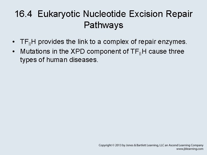 16. 4 Eukaryotic Nucleotide Excision Repair Pathways • TFIIH provides the link to a