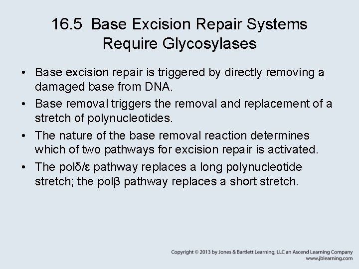 16. 5 Base Excision Repair Systems Require Glycosylases • Base excision repair is triggered